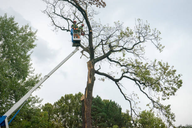 Best Tree Risk Assessment  in Pittsburg, KS