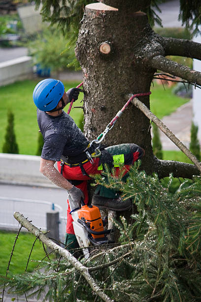 Pittsburg, KS Tree Removal Company